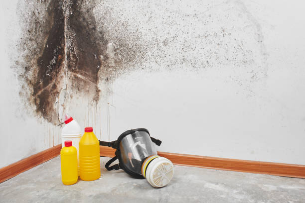 Best Mold Damage Repair  in Oral City, FL