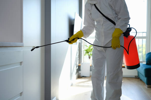 Best Fast Mold Removal  in Oral City, FL