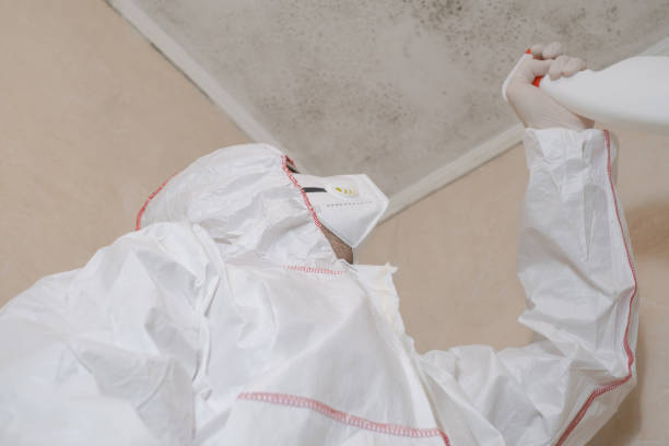 Best Best Mold Removal Companies  in Oral City, FL