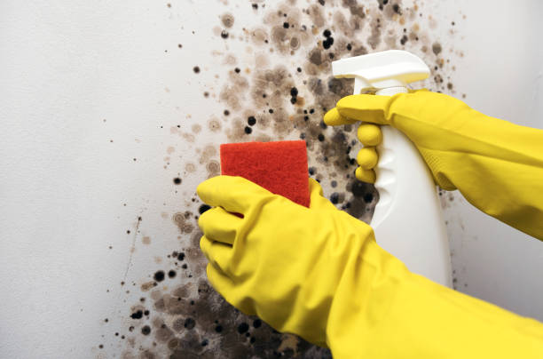 Best Commercial Mold Removal  in Oral City, FL