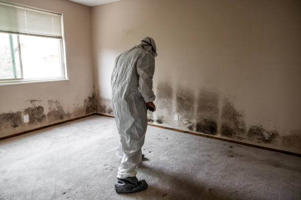 Best Toxic Mold Removal  in Oral City, FL