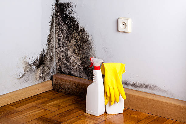 Best Residential Mold Removal  in Oral City, FL